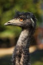 Male adult Australian Emu Dromaius novaehollandiae, view of an Emu`s neck and head