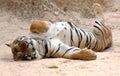 Male adult bengal tiger sleeping,thailand,asia cat Royalty Free Stock Photo