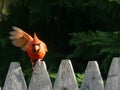 Male Adult Cardinal perched on a wooden picket fence with one wing open as if waving Royalty Free Stock Photo