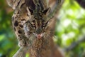 Male adult clouded leopard Neofelis nebulosa is listed as vulnerable