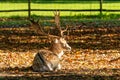 Male adult deer animal resting on grass in park