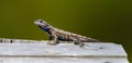 Male adult eastern fence lizard Sceloporus undulatus on wood looking at camera Royalty Free Stock Photo