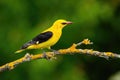 Male adult golden oriole, oriolus oriolus, on a moss covered twig in summer Royalty Free Stock Photo