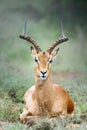 Male adult impala close-up portrait resting Royalty Free Stock Photo
