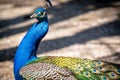 Male adult Indian peafowl. Portrait of a blue peacock. Closeup of head and tail Royalty Free Stock Photo