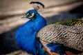 Male adult Indian peafowl. Portrait of a blue peacock. Closeup of head and tail Royalty Free Stock Photo