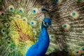 Male adult Indian peafowl. Portrait of a blue peacock. Closeup of head and tail Royalty Free Stock Photo