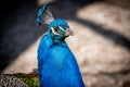 Male adult Indian peafowl. Portrait of a blue peacock. Closeup of head and tail Royalty Free Stock Photo