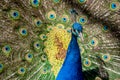 Male adult Indian peafowl. Portrait of a peacock. Closeup of head and tail Royalty Free Stock Photo