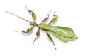 Male adult leaf insect Phyllium ericoriai