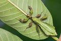 Male adult leaf insect Phyllium ericoriai