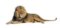 Male adult lion lying down, Panthera leo, isolated