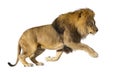 Male adult lion, Panthera leo, leaping, isolated