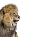 Male adult lion roaring and showing its teeth, fangs Royalty Free Stock Photo