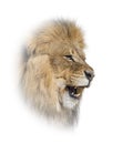 Male adult lion roaring and showing its teeth, fangs Royalty Free Stock Photo