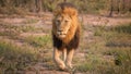 Male adult lion walking in the bush