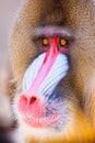 Male Adult Mandrill Baboon close up portrait Royalty Free Stock Photo