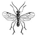 Male Adult Parasite Wasp, vintage illustration