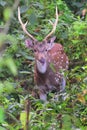 A male adult red spotted deer with large antelopes in Chitwan National Park in Nepal