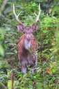 A male adult red spotted deer with large antelopes in Chitwan National Park in Nepal