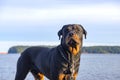 Male adult rottweiler dog with attentive expression