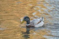 male adult saxony duck swimming in a river anas platyrhynchos domesticus Royalty Free Stock Photo