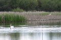 A male swan guards a nest in the reeds