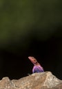 African agama, male, Masaimara, Africa