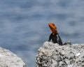 Male African Agama Surveying his World