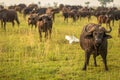 African buffalo or Cape buffalo Syncerus caffer, Murchison Falls National Park, Uganda. Royalty Free Stock Photo