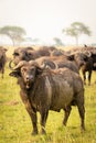 African buffalo or Cape buffalo Syncerus caffer, Murchison Falls National Park, Uganda. Royalty Free Stock Photo