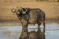 Adult buffalo bull standing in water with ox peckers on its back in Kruger Park in South Africa Royalty Free Stock Photo