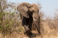 Male African Elephant bull emerging from the brush and bush in Kruger National Park in South Africa