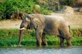 Male African elephant, Kazinga Channel, Uganda