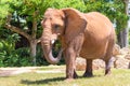Male african elephant at the Miami Zoo Royalty Free Stock Photo