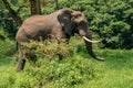 Male African Elephant portrait on Green Grass Background