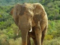 Elephant at waterhole in the Addo Elephant Park, South Africa. Royalty Free Stock Photo