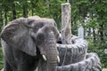 Male African elephant standing in zoo.