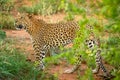 African leopard  Panthera Pardus looking alert, Madikwe Game Reserve, South Africa. Royalty Free Stock Photo