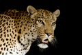 Male African Leopard, South Africa Royalty Free Stock Photo