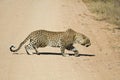 Male african leopard stalking