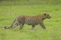 Male African Leopard stalking in South Africa Royalty Free Stock Photo