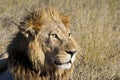 Male African Lion