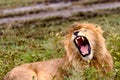 Male African lion bares teeth Royalty Free Stock Photo