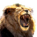 Male African lion baring his teeth - isolated Royalty Free Stock Photo