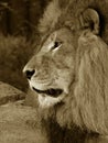 Male African Lion Royalty Free Stock Photo