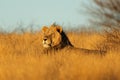 Big male African lion early morning light, Kalahari desert, South Africa Royalty Free Stock Photo