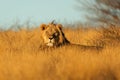 Big male African lion in early morning light, Kalahari desert, South Africa Royalty Free Stock Photo