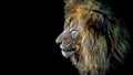 Male African lion illustration close up portrait Royalty Free Stock Photo