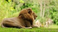 Mane African lion Royalty Free Stock Photo